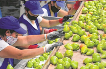 Empacadores de frutas, trabajo vigente para personas con y sin experiencia